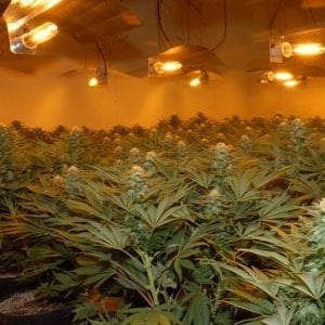 Dark Cycle Interruptions Marijuana Plants