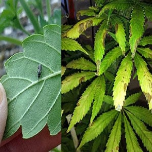 Fungus gnats on Marijuana Plants