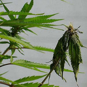 Fusarium on Marijuana