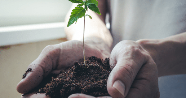 growing marijuana in soil