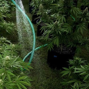 Hard or Soft Water for Marijuana Plants