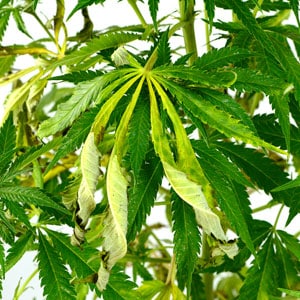 High pH marijuana leaves