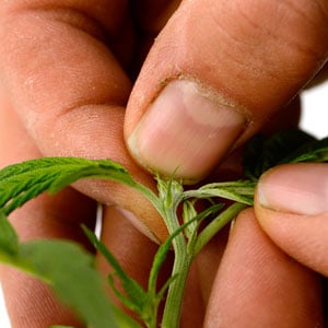 How to fimming marijuana using you fingers