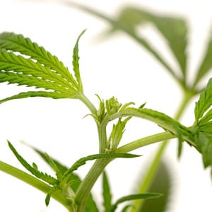 How to fimming marijuana plant
