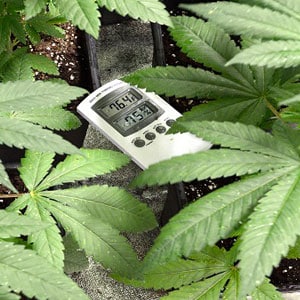 Humidity and Temperature in your Marijuana Grow Room