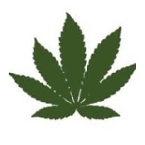 Indica marijuana leaf
