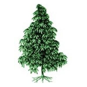 Indica marijuana plant