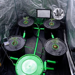 Growing cannabis with Bubble buckets