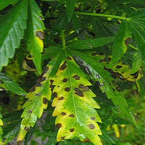 Leaf Septoria on Marijuana