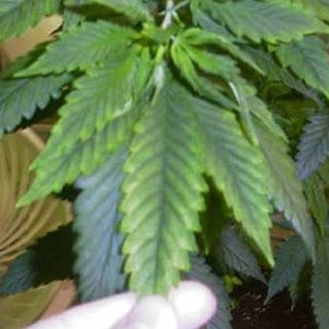 Magnesium Deficiencies in Marijuana Plants