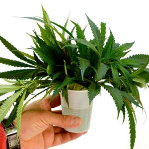 Marijuana plant in cup
