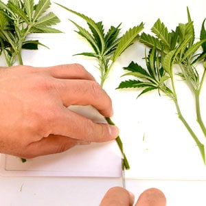Cutting marijuana plants stem
