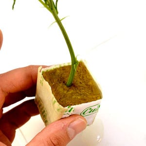 Marijuana stem on cube