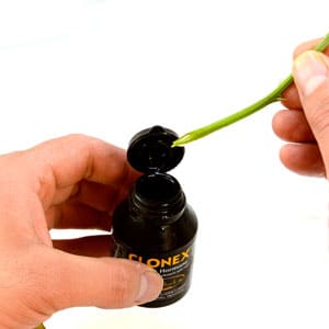 Marijuana stems adding gel