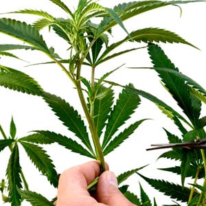 Marijuana select branche