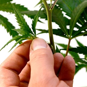 Marijuana select branche side shoots