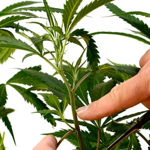 Selecting marijuana stem for cloning