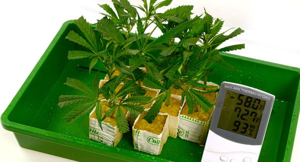 Measuring temperature for marijuana clones
