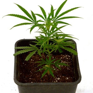Marijuana top plant for cloning