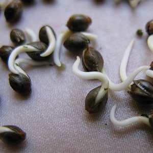 Marijuana Seeds Wont Germinate