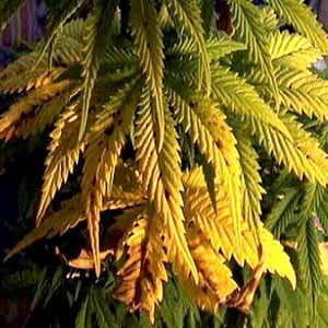 Molybdenum Deficiencies in Marijuana Plants