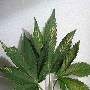 pH Fluctuations in Marijuana
