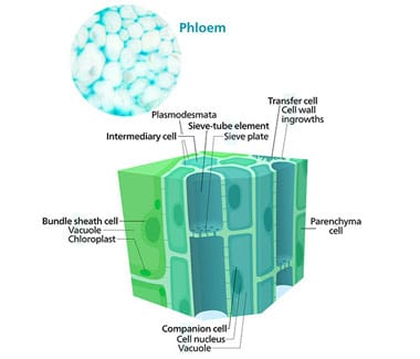 Marijuana plant Phloem cells