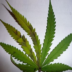 Phosphorus Deficiencies in Marijuana Plants