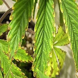 Potassium Deficiencies in Marijuana Plants