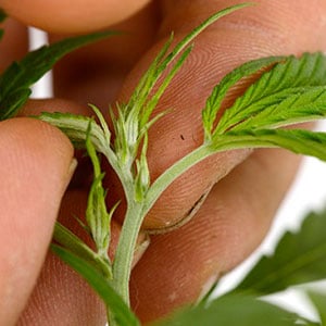 Pruning Cannabis Plants