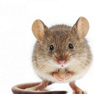 Rats and Mice on Marijuana Plants