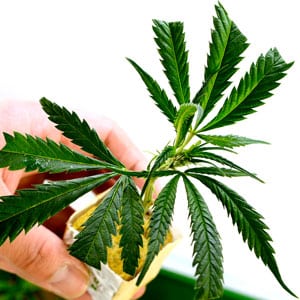 Rooting clones marijuana plant in day 9