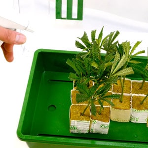 Spraying on Marijuana for making marijuana clones