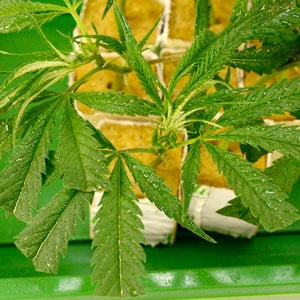Marijuana with nice and moist leaves