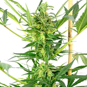 Ruderalis marijuana bud