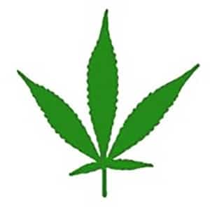 Ruderalis marijuana leaf