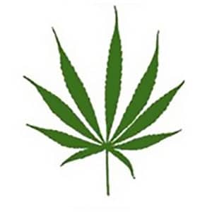 Sative marijuana leaf