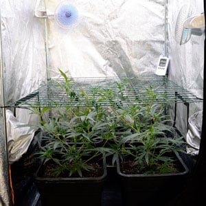 marijuana plants with leaves starting to grow through a screen on day 24 of scrogging