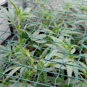 marijuana plants with leaves ready to be tied on screen on day 24 of scrogging