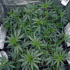 top view of marijuana plants with a screen on day 26 of scrogging