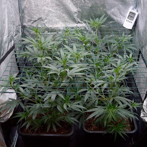 side view of marijuana plants on day 26 of scrogging