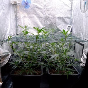 bottom view of marijuana plants  on day 26 of scrogging