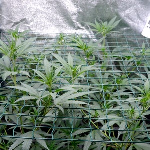 branches of marijuana plants start growing through a screen on day 26 of scrogging