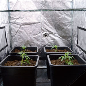 Marijuana let plants grow