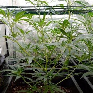 Marijuana plant grows through screen