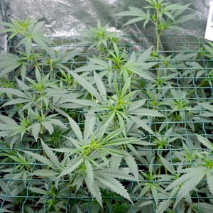 Marijuana plant how to grow
