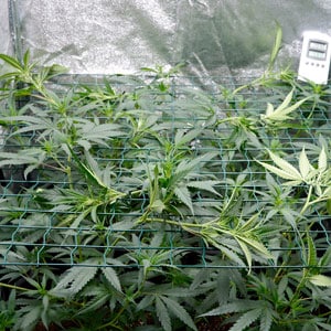 Marijuana plant tied to screen