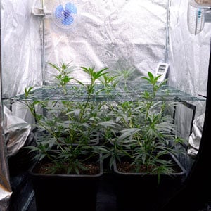 Marijuana let plants grow through the screen