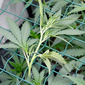 Marijuana let plants tie to screen