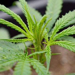 Marijuana plants scrog how to select